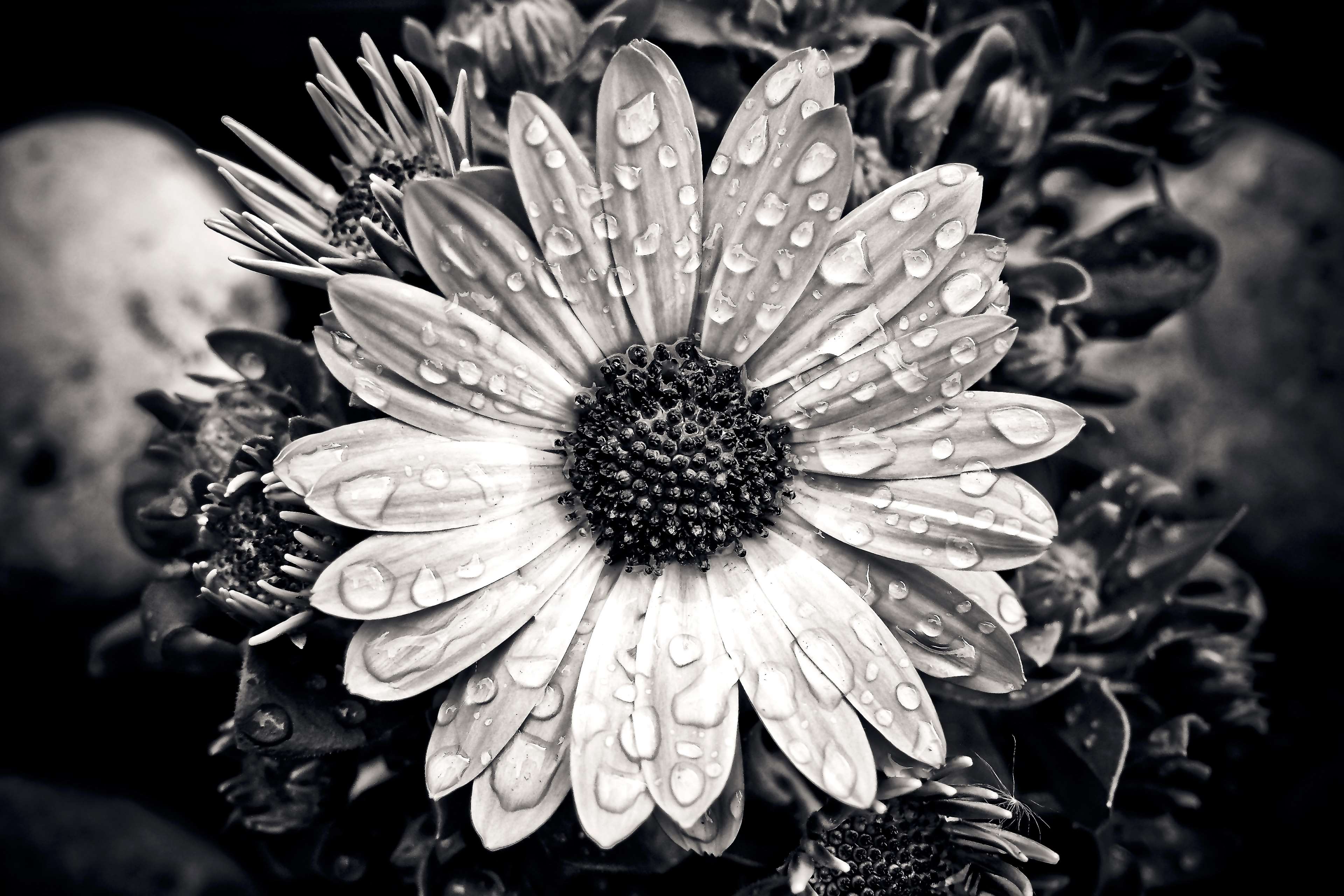 3840x2560 beautiful, black and white, bloom, blooming