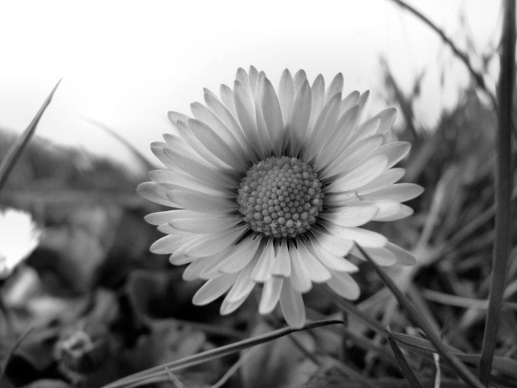 daisy tumblr black and white