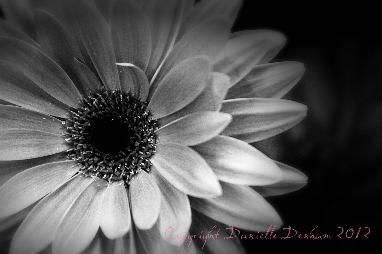 Black And White Daisy Wallpapers Top Free Black And White Daisy Black And White Daisy Wallpapers Top Free Black And White Daisy