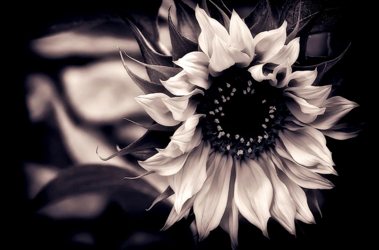 1296x855 Hoa màu đen và trắng với màu sắc mát mẻ hình nền.  HD