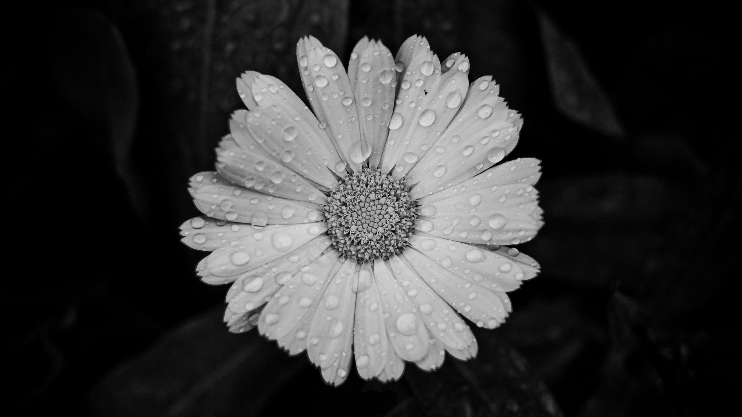 Black and White Daisy Wallpapers Top Free Black and White Daisy