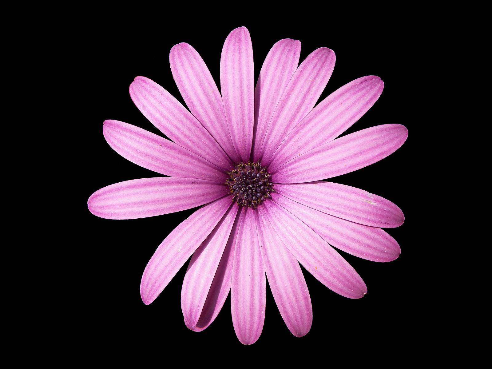 Featured image of post Pink Black Background Flower Wallpaper