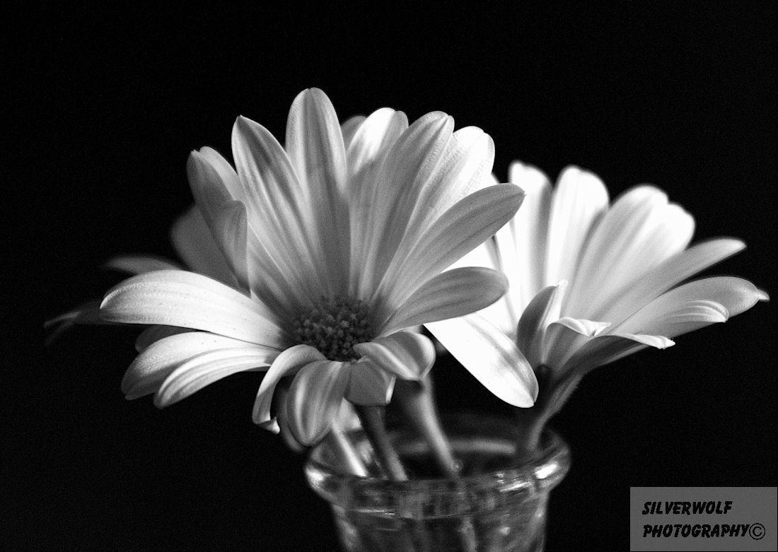 1100x781 Free download Daisy Black And White 17404 HD Wallpaper