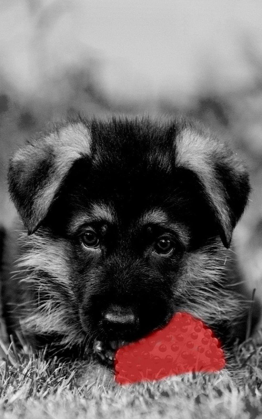 1000x1600 Black And White Dog Red Heart Android Wallpaper free download