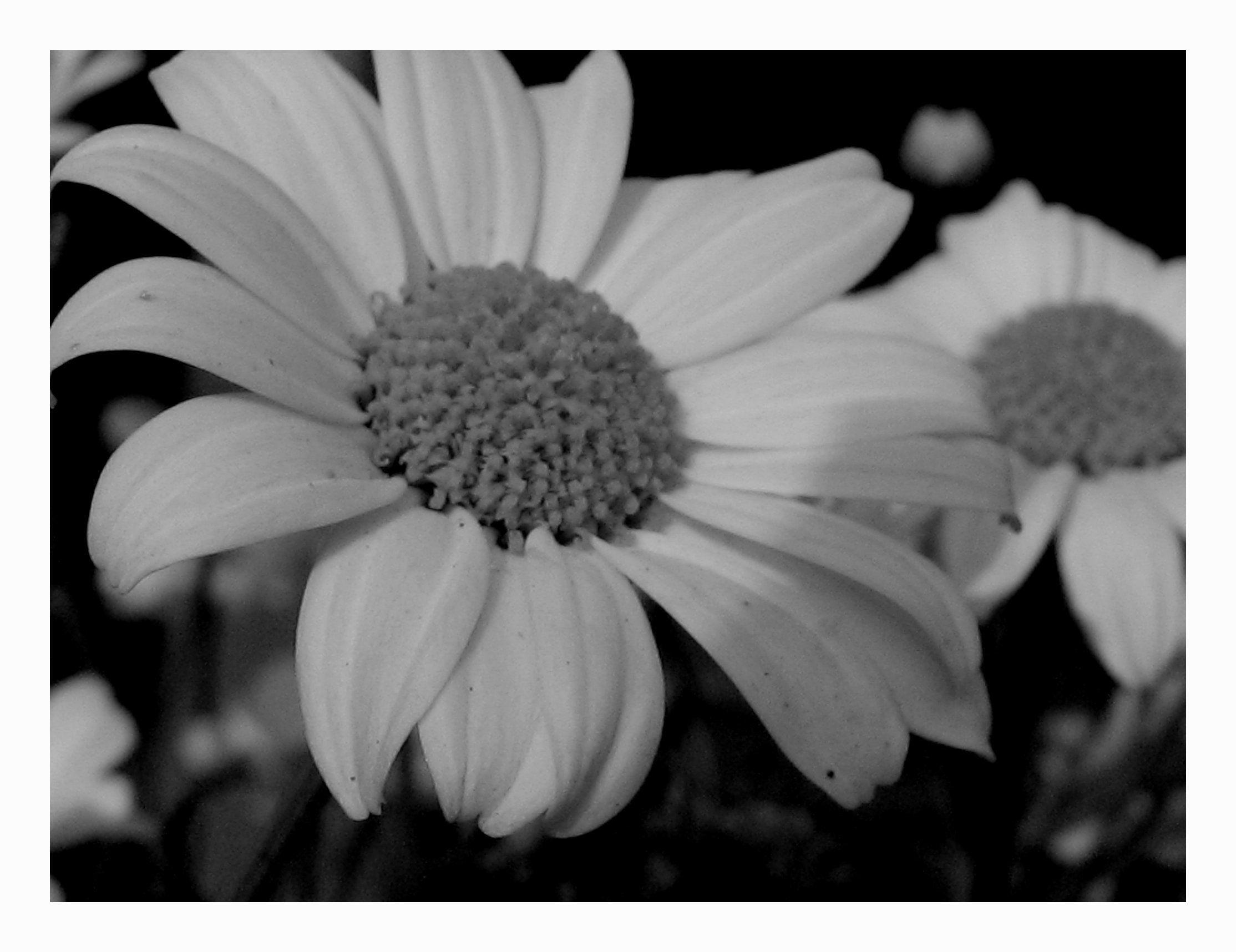 2228x1716 Daisy Black And White (id: 74429)