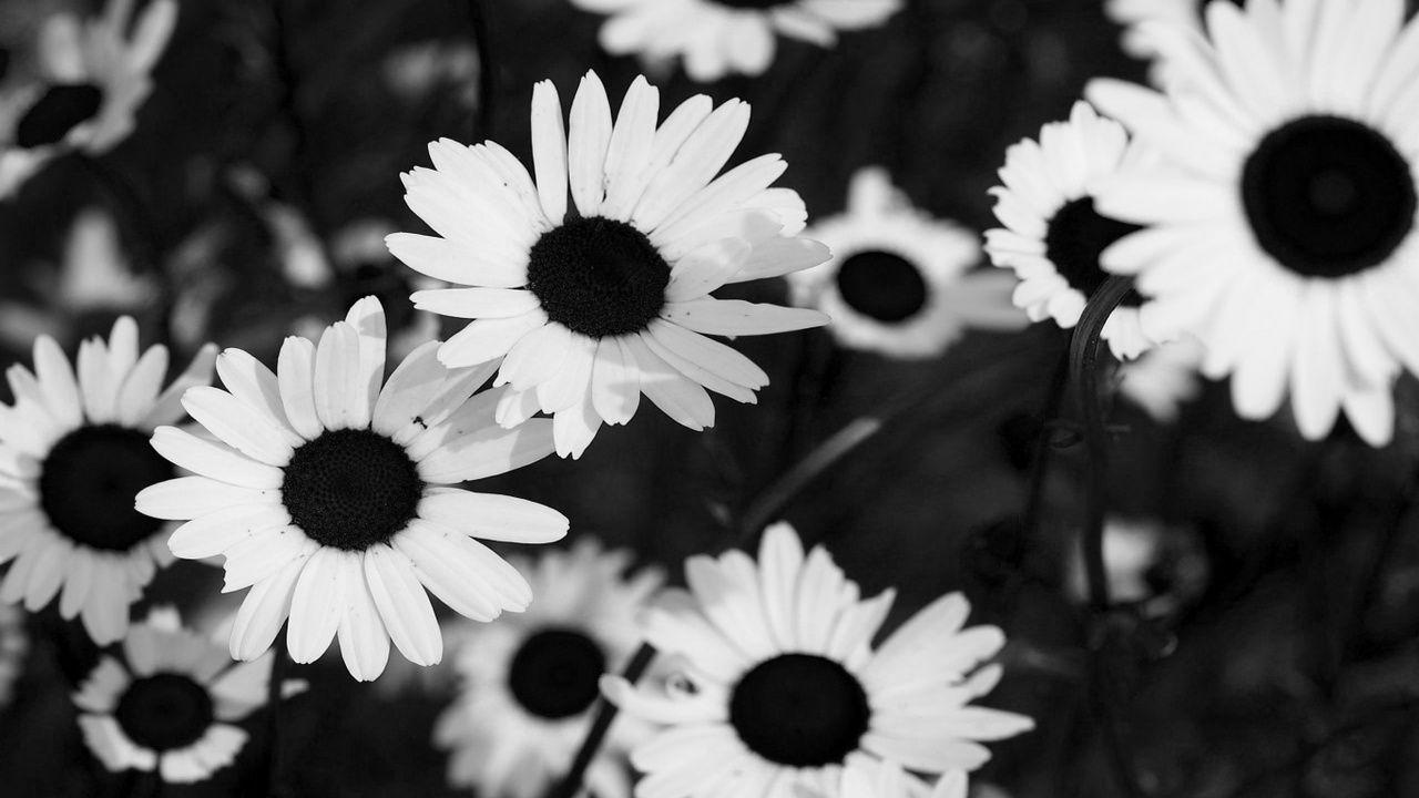 1280x720 Image in Black and White collection