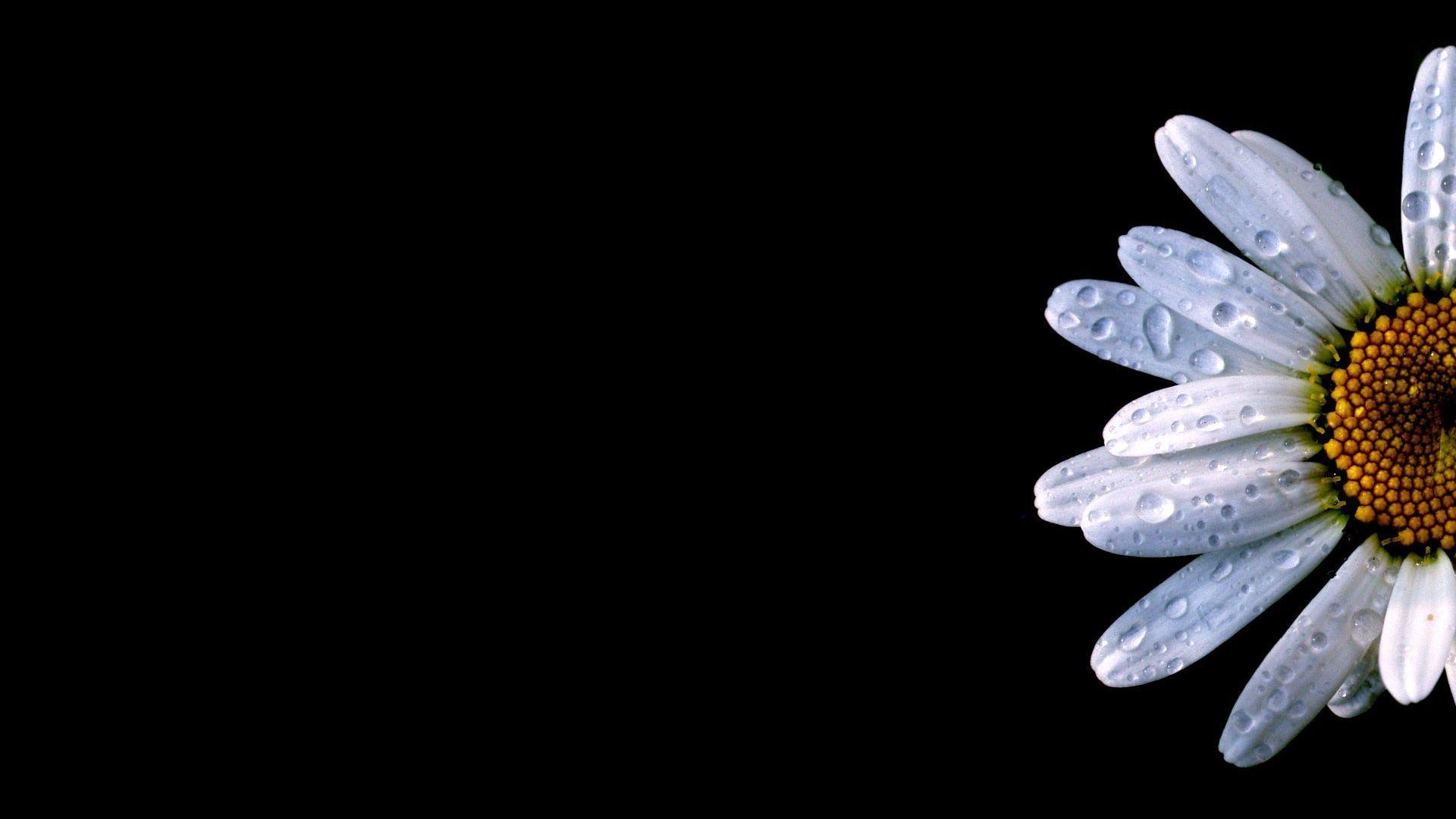 1920x1080 Single Daisy Wallpaper