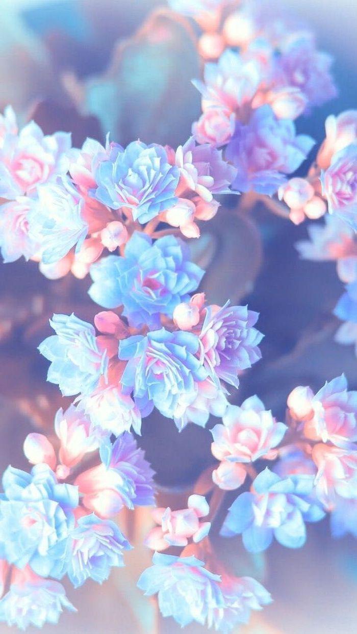 HD wallpaper pink and blue floral wallpaper color background texture  pattern  Wallpaper Flare