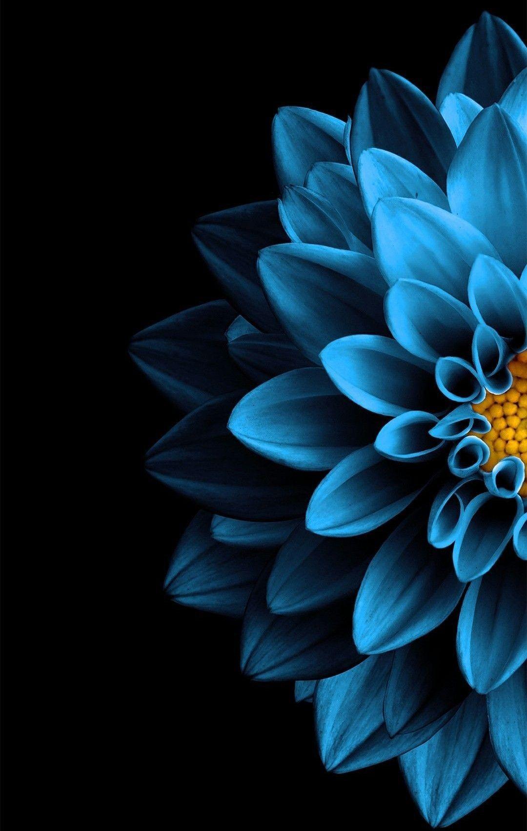 Black And Blue Flowers Background