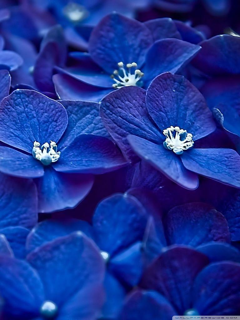 Blue Flowers Phone Wallpapers - Top Free Blue Flowers Phone Backgrounds -  WallpaperAccess