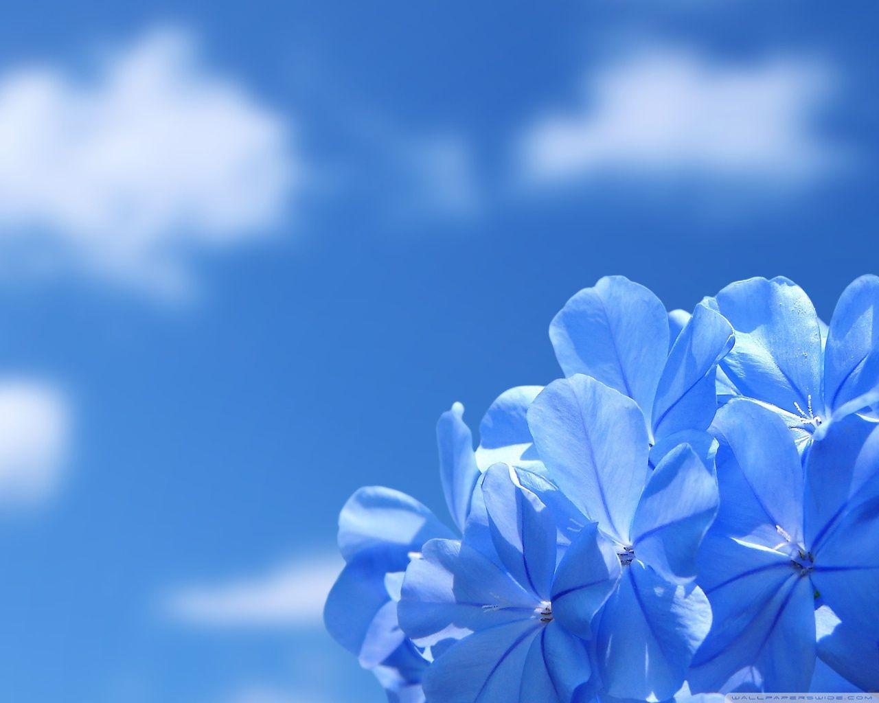 1280x1024 Blue Flowers Ultra HD Desktop Background Wallpaper for 4K UHD TV