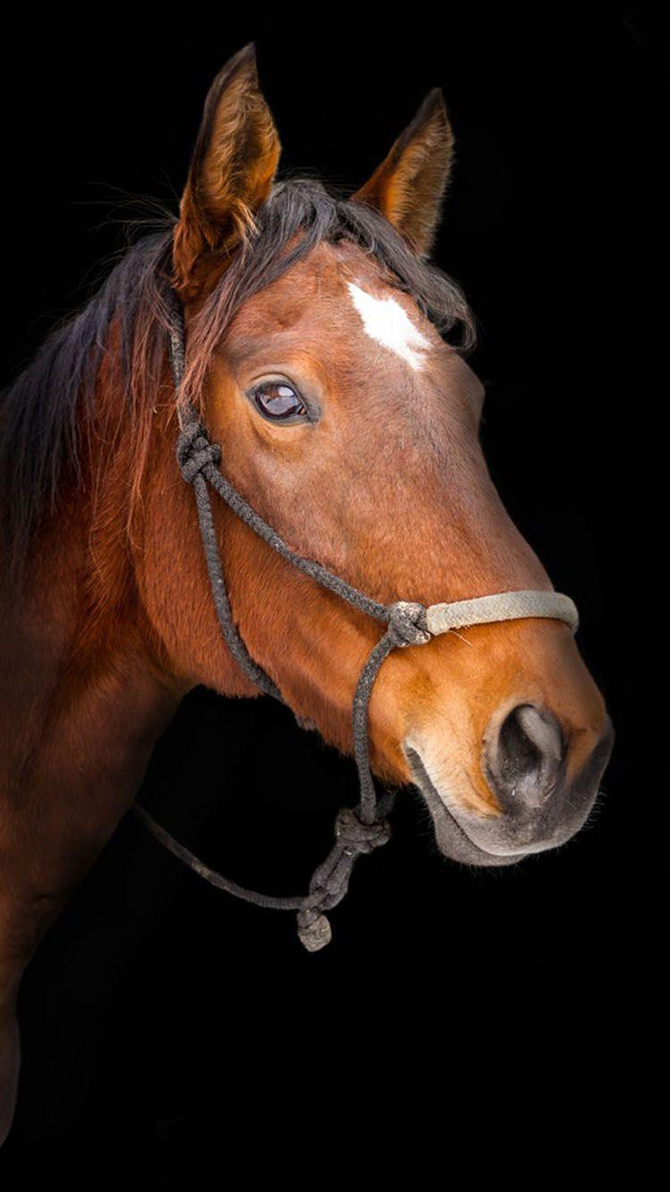 750x1334 Horse Wallpaper Phone.com PRINTABLES