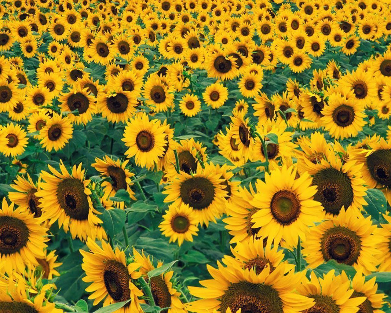 1280x1024 Yellow Flowers Wallpaper