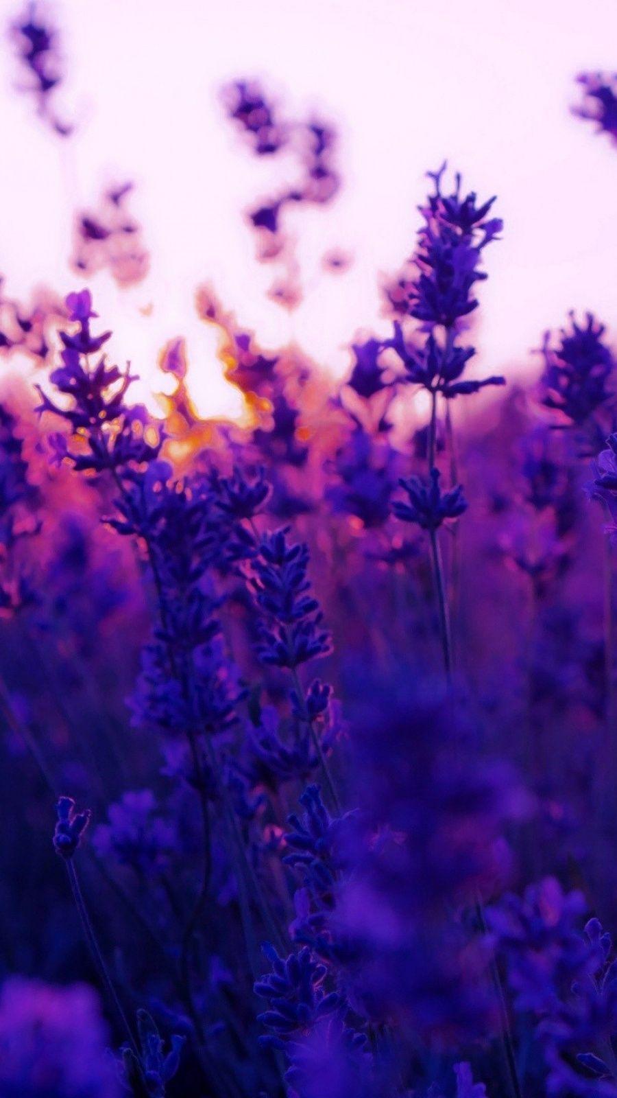 Lavender Purple Wallpapers - Top Free Lavender Purple Backgrounds - WallpaperAccess