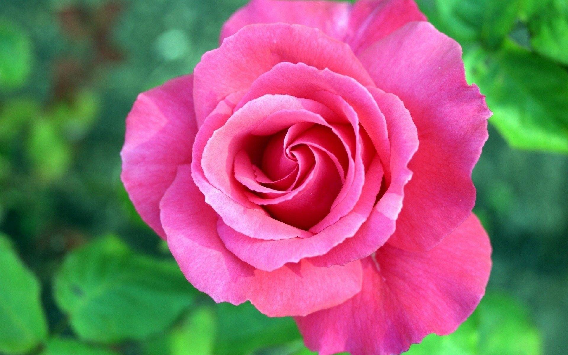 1920x1200 HD Flowers Wallpaper, Love, Cute Wallpaper, Beauty, Fresh, Free