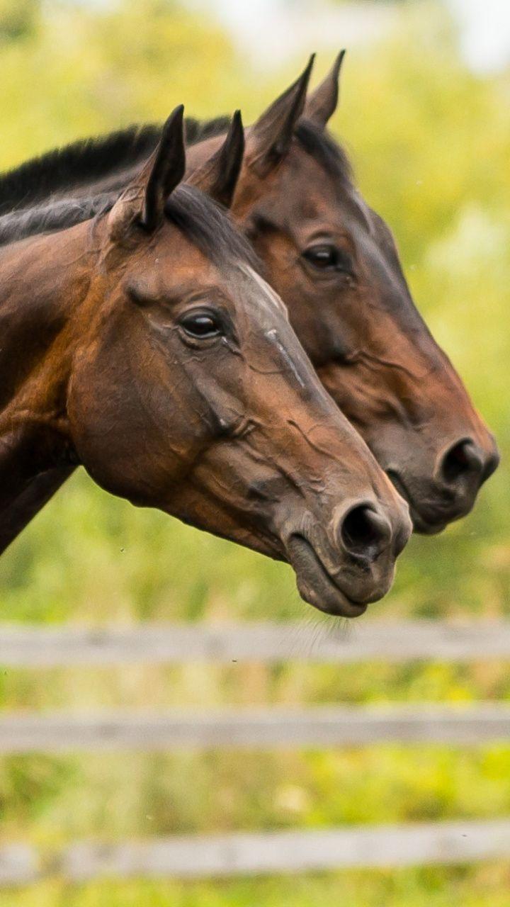 Horse Phone Wallpapers - Top Free Horse Phone Backgrounds - WallpaperAccess