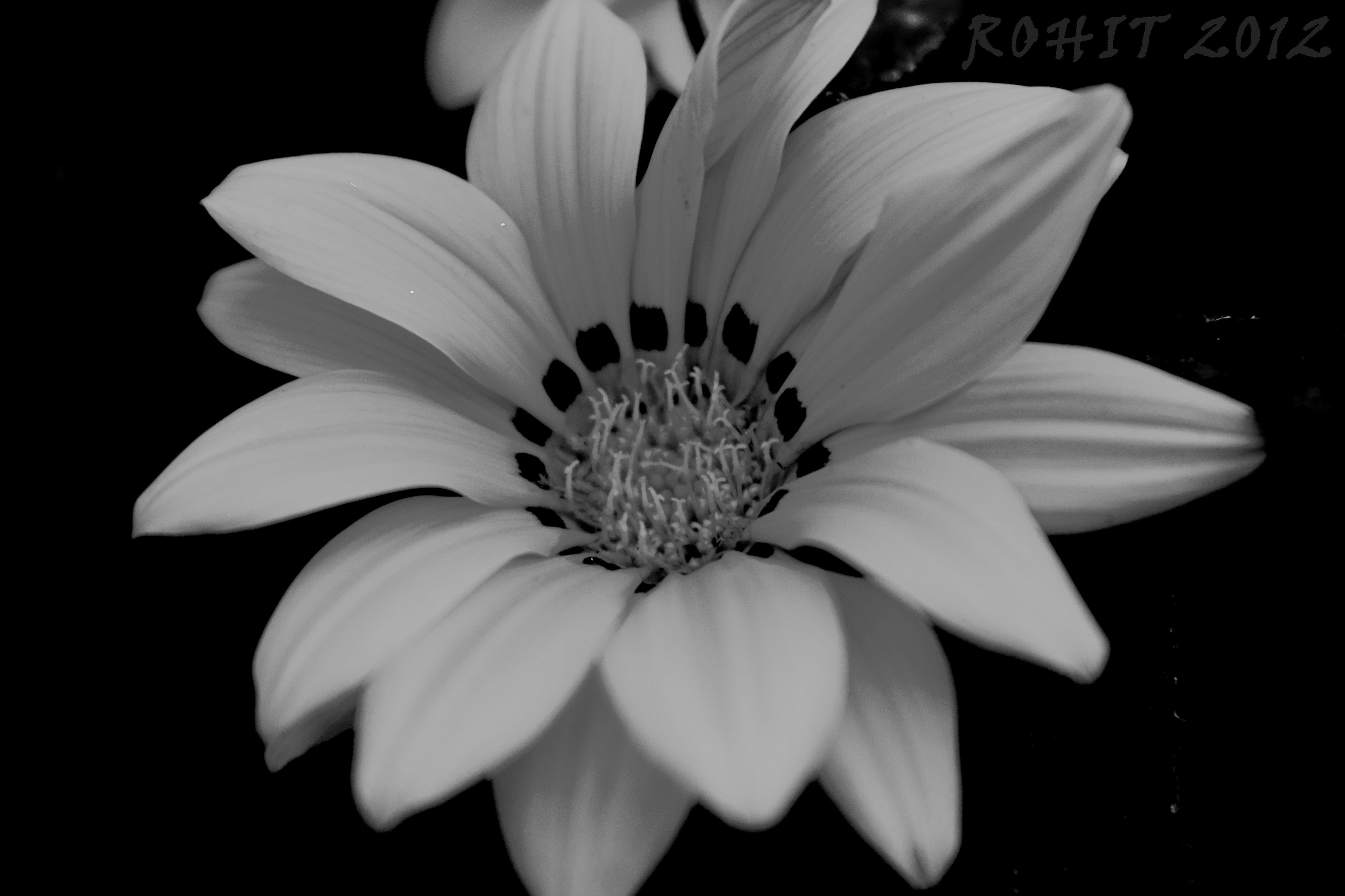 5184x3456 Flower Black And White HD Background Wallpaper 28 HD