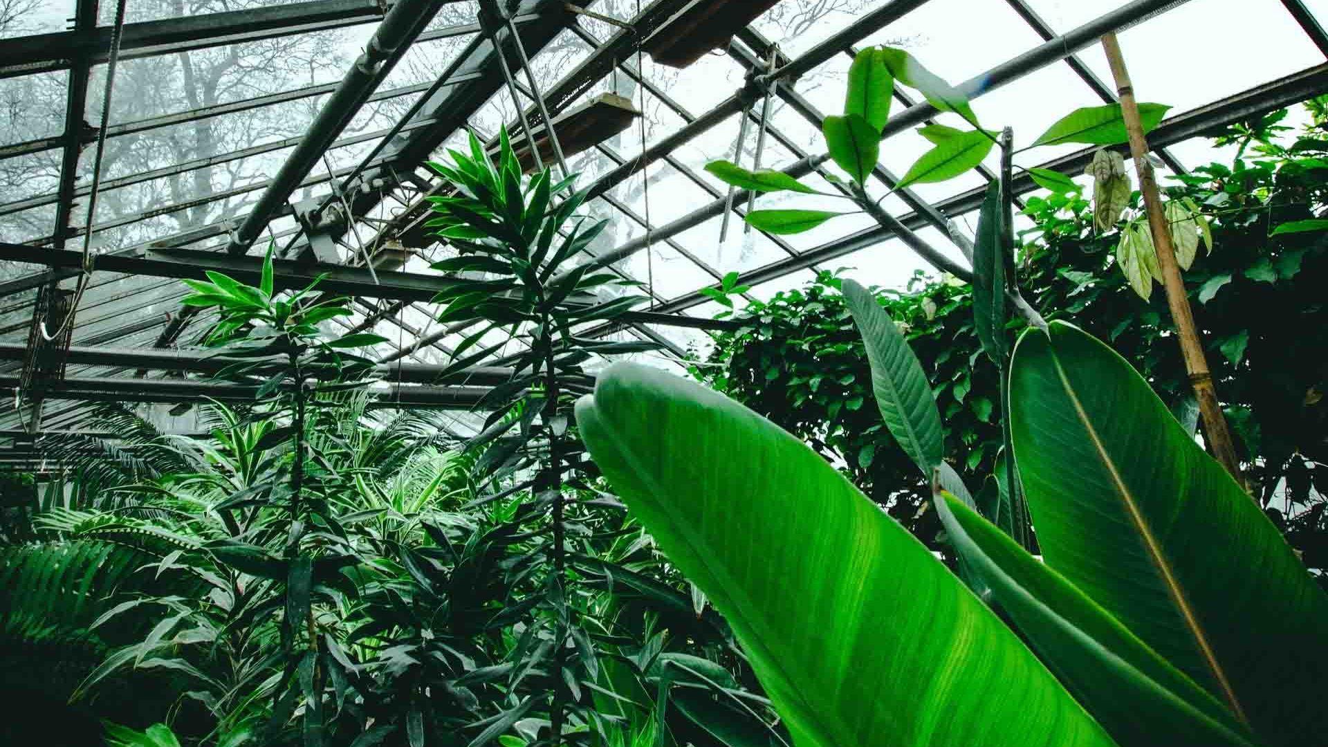 1920x1080 The Greenhouse Relaxing Wallpaper Wallpaper Stores