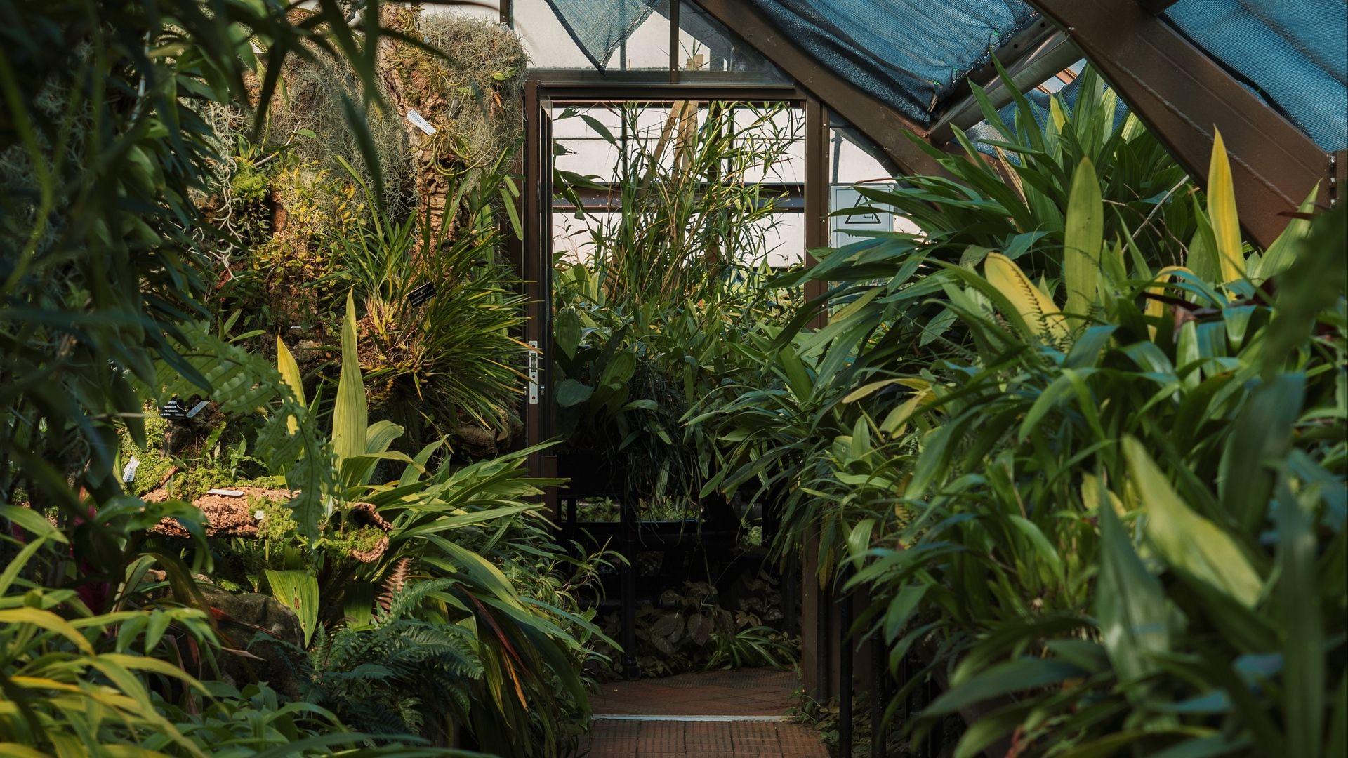 Greenhouse Wallpapers Top Free Greenhouse Backgrounds WallpaperAccess