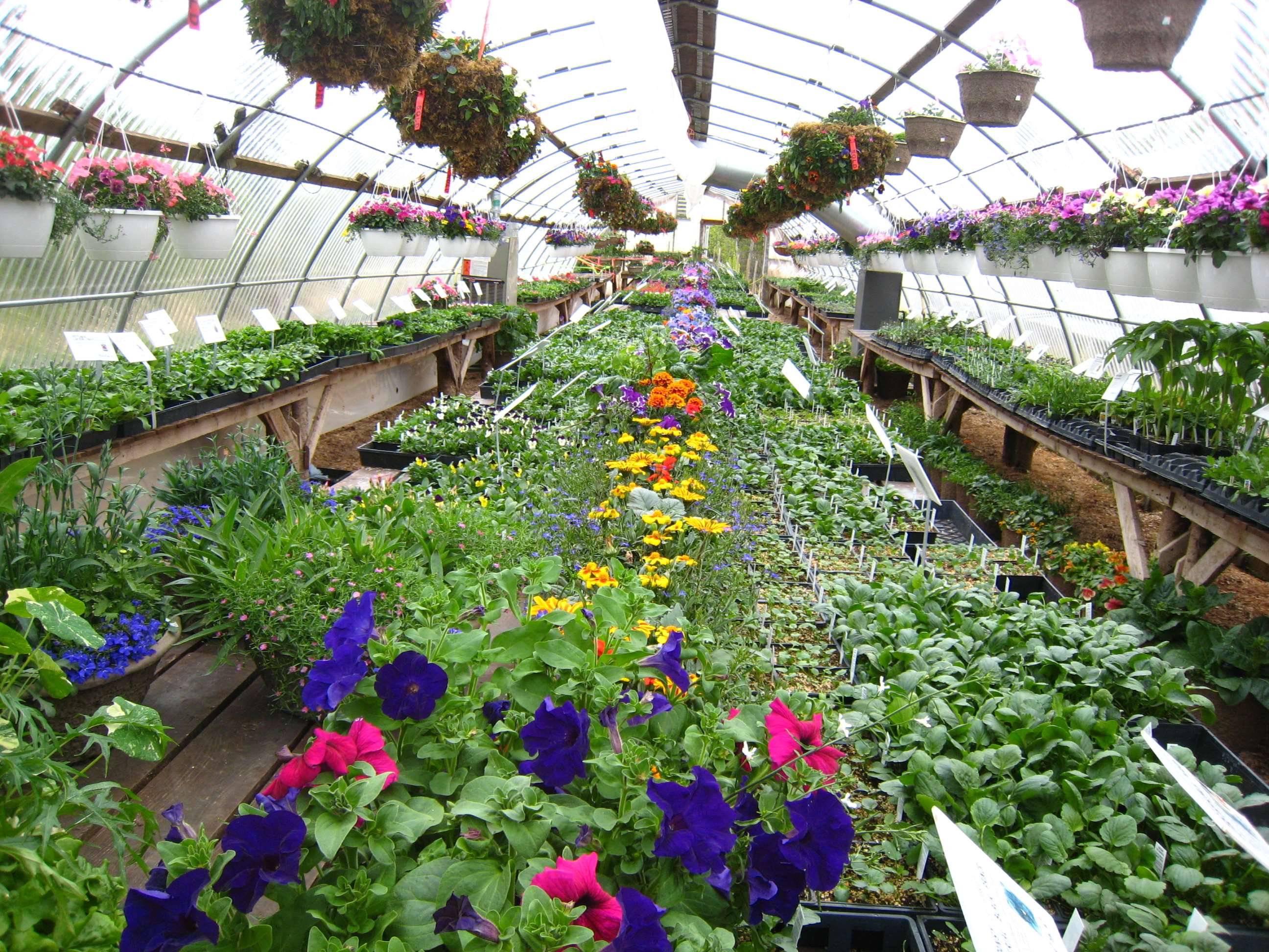 Greenhouse Wallpapers - Top Free Greenhouse Backgrounds - WallpaperAccess