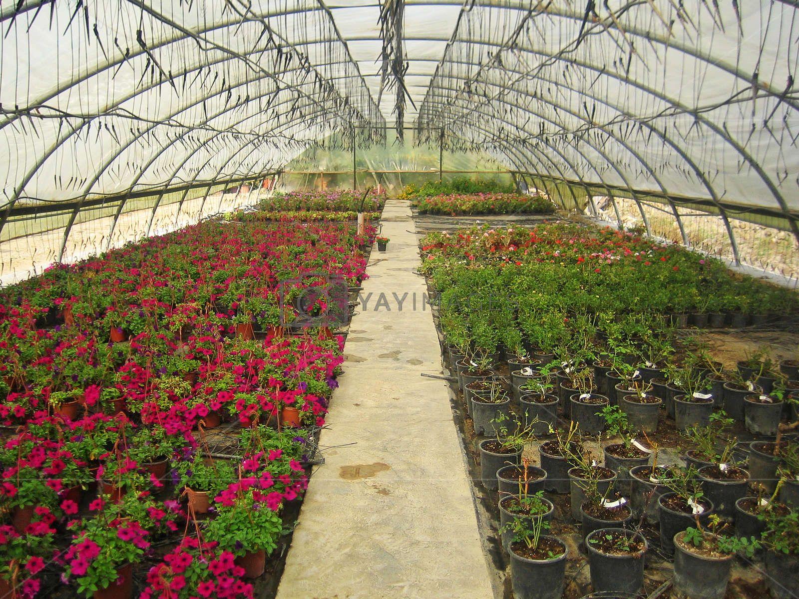 1600x1200 Flowers greenhouse in albanian vintage background wallpaper