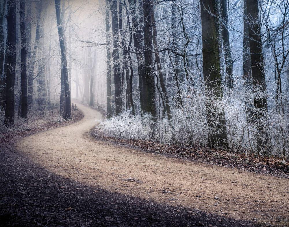 1000x788 Wienerwald, Vienna, Austria Picture. Download Free Image