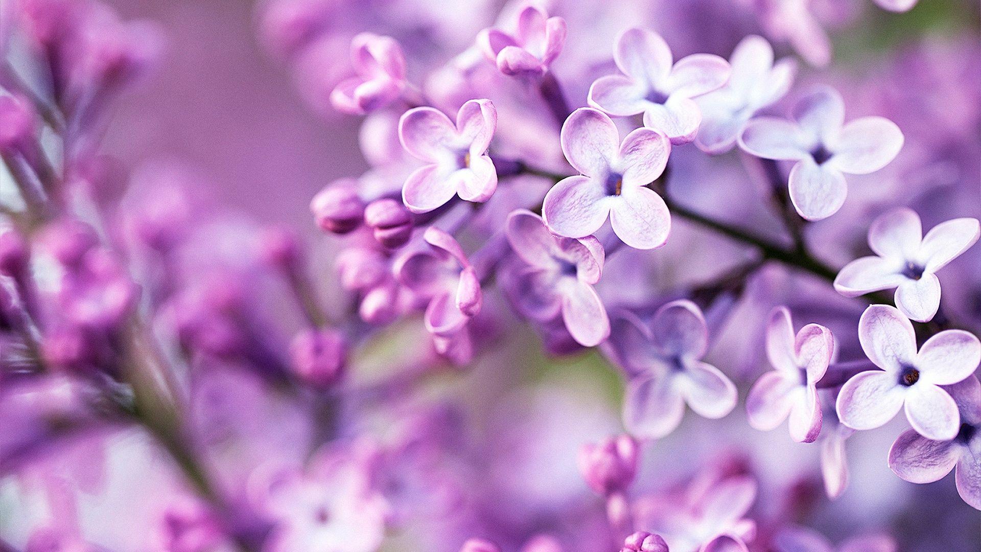 1920x1080 habrumalas: Purple Flowers Tumblr Image