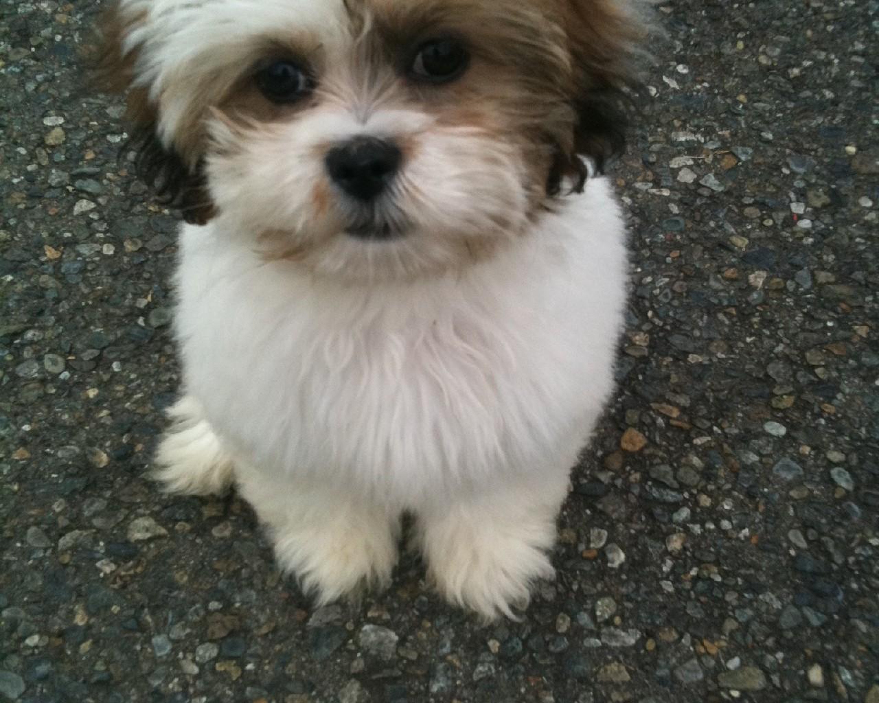 1280x1024 Lhasa Apso Dogs Wallpaper for Android