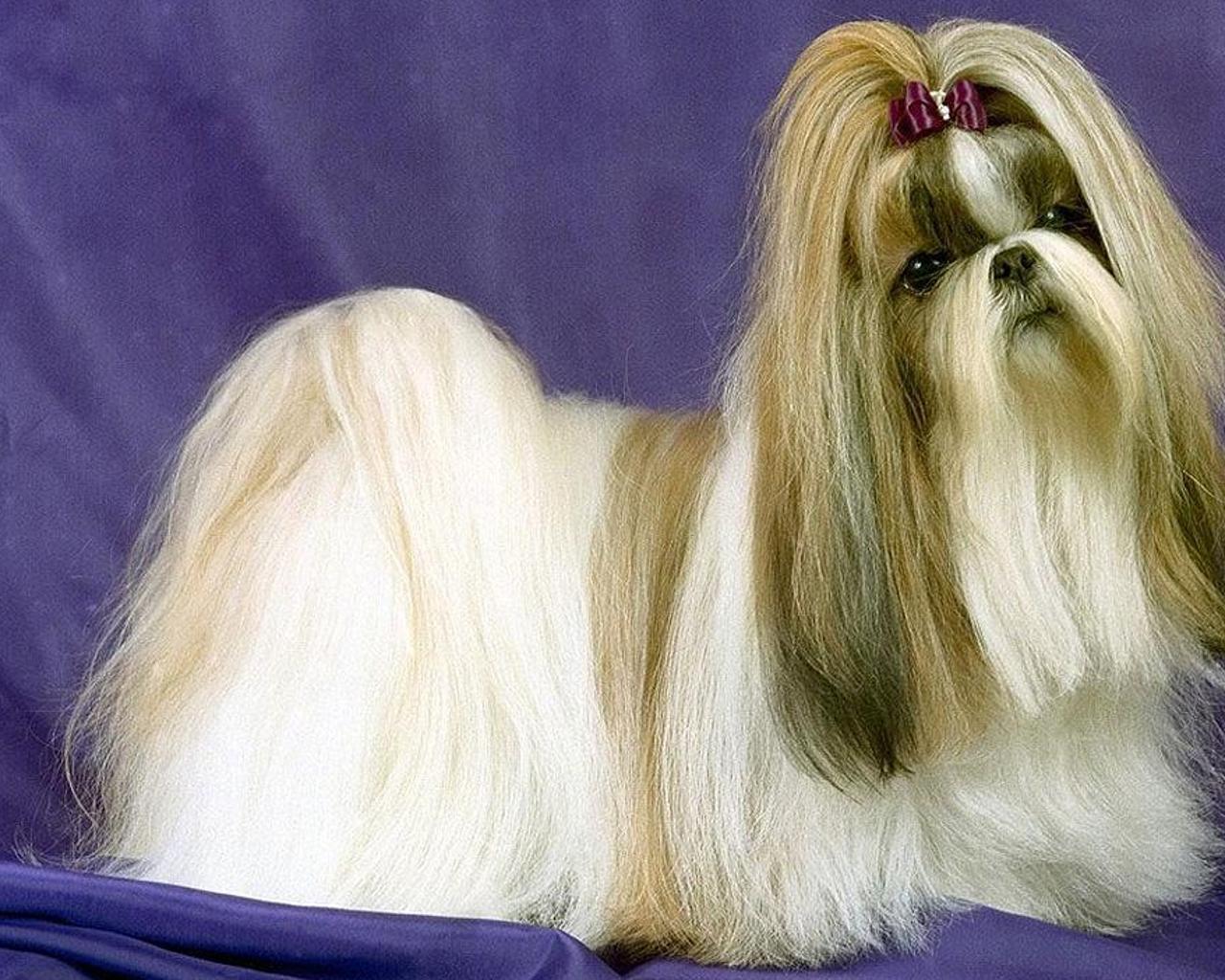 1280x1024 Lhasa Apso Wallpaper for Android