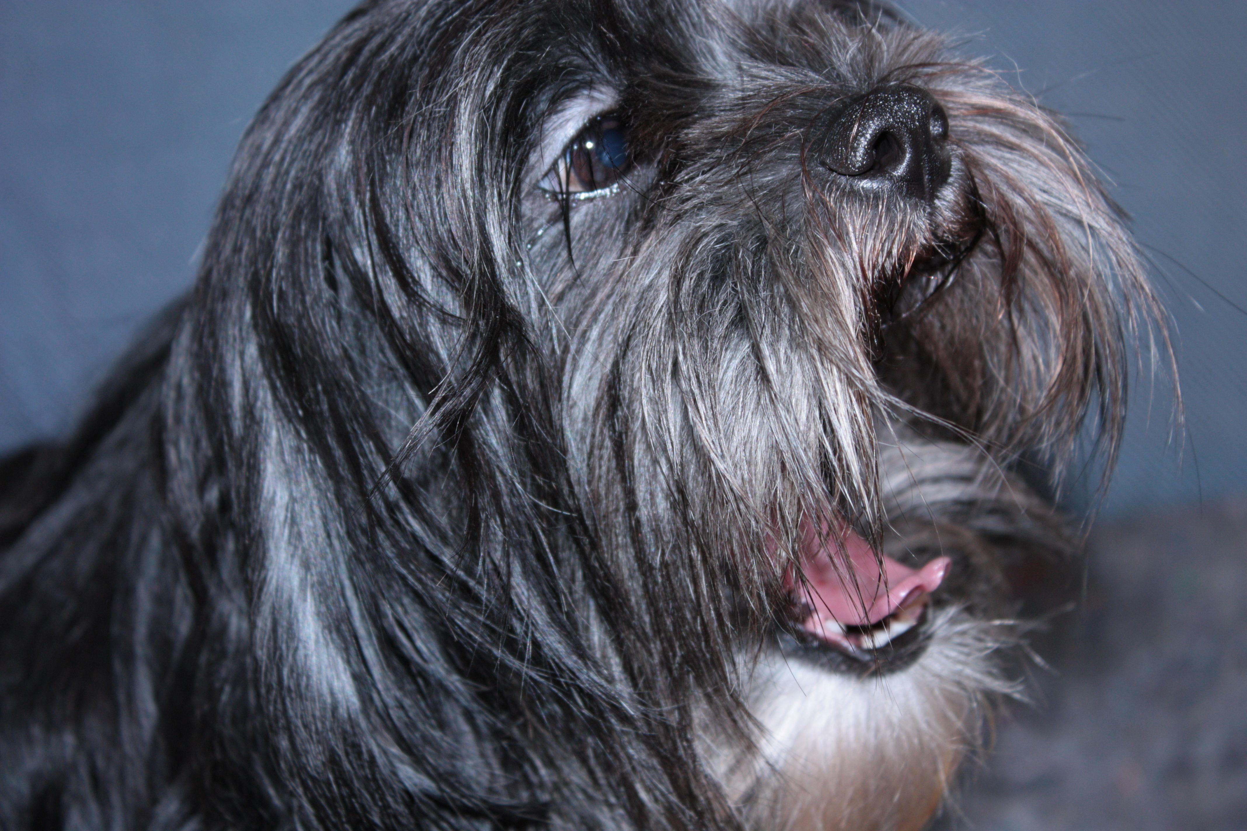 4272x2848 Lhasa Apso 4k Ultra HD Wallpaper. Background Imagex2848