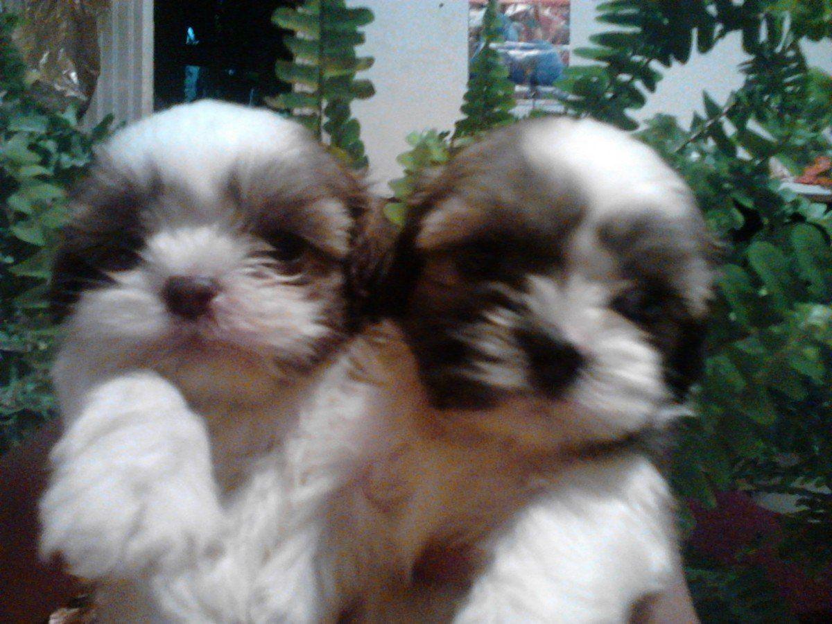 1200x900 Lhasa Apso puppies photo and wallpaper. Beautiful Lhasa Apso
