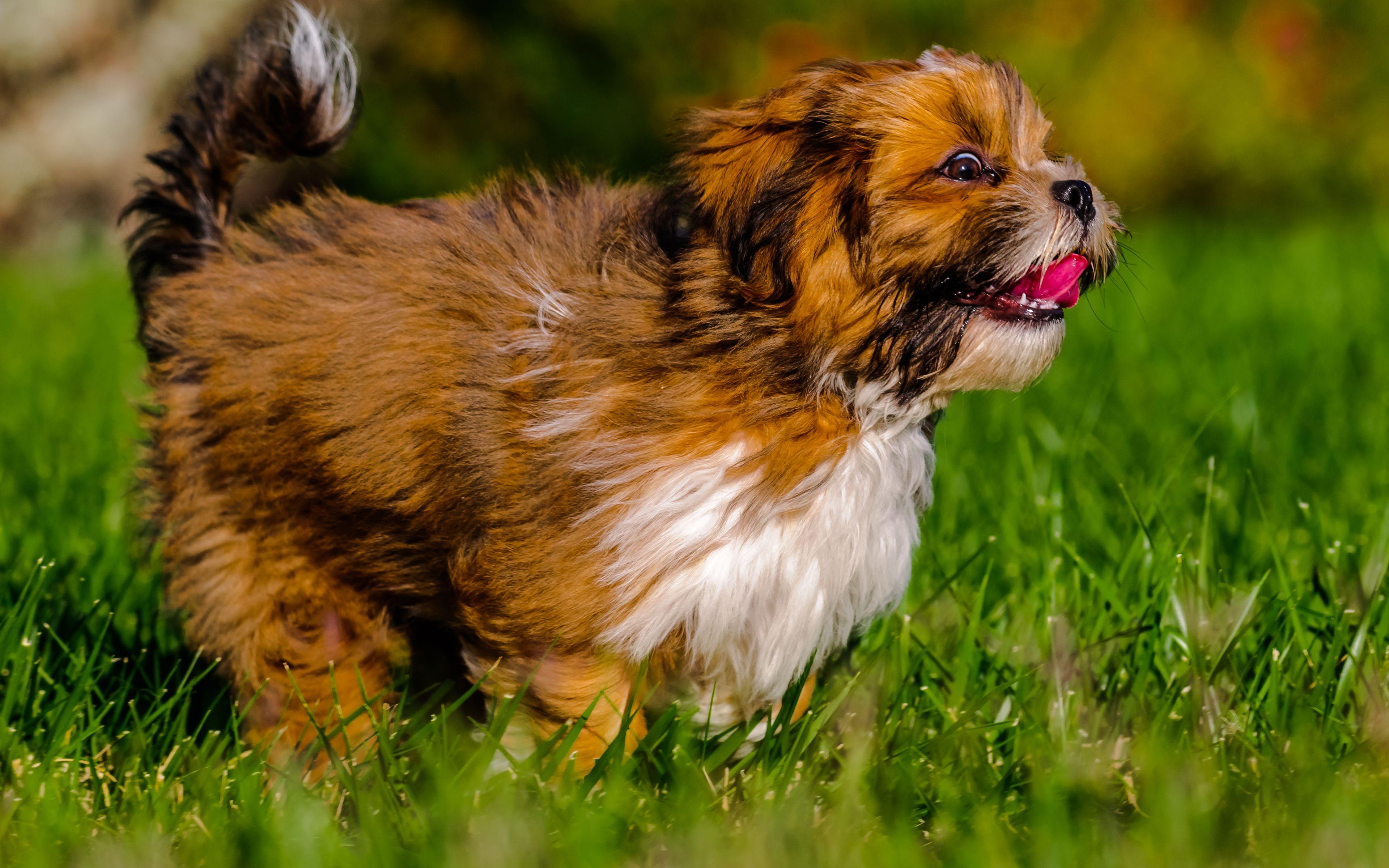 3840x2400 Download Wallpaper Lhasa Apso, 4k, Lawn, Dogs, Close Up, Pets