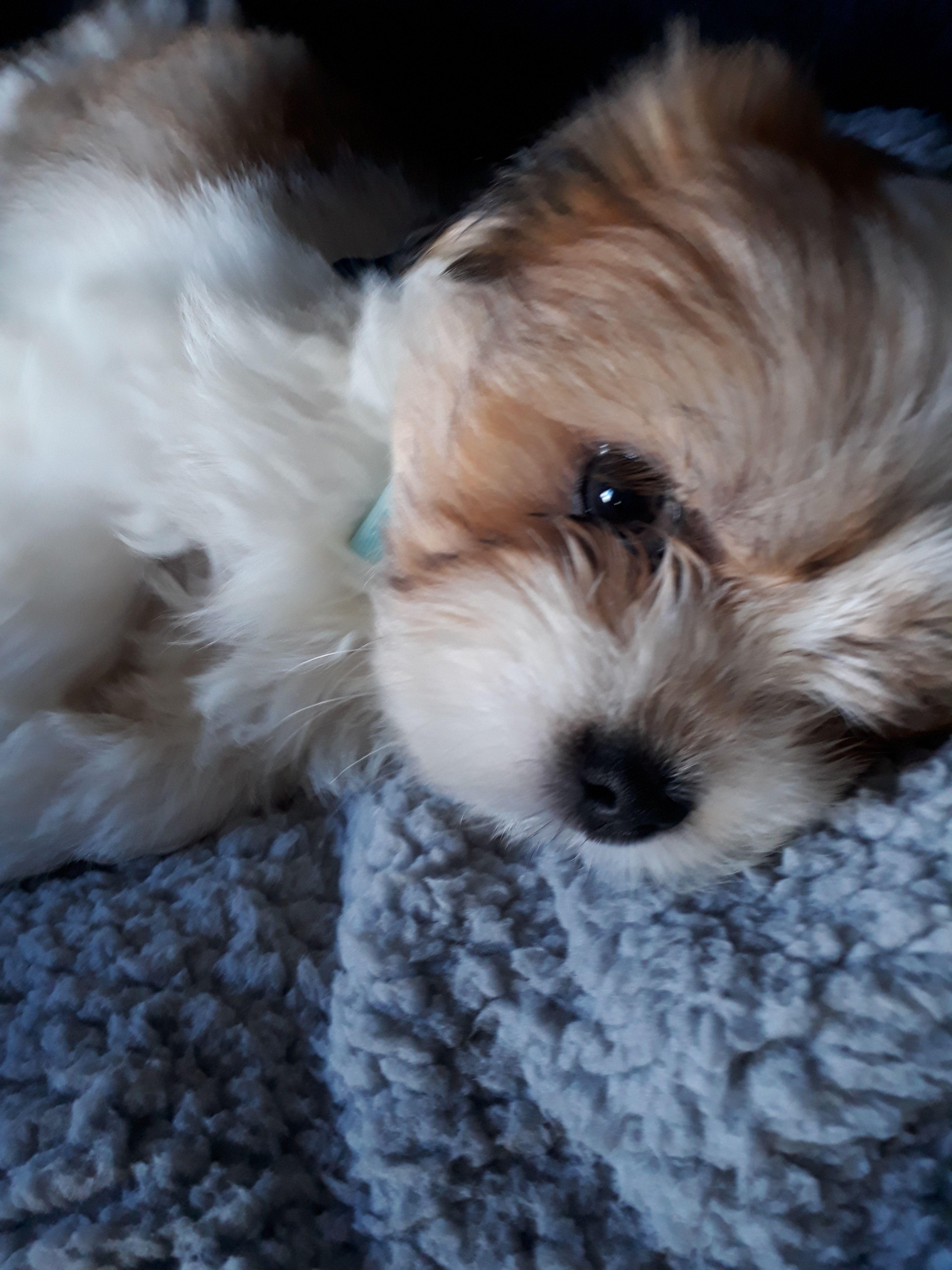 3096x4128 Free of Alfie, my lhasa apso. He is 10 weeks old