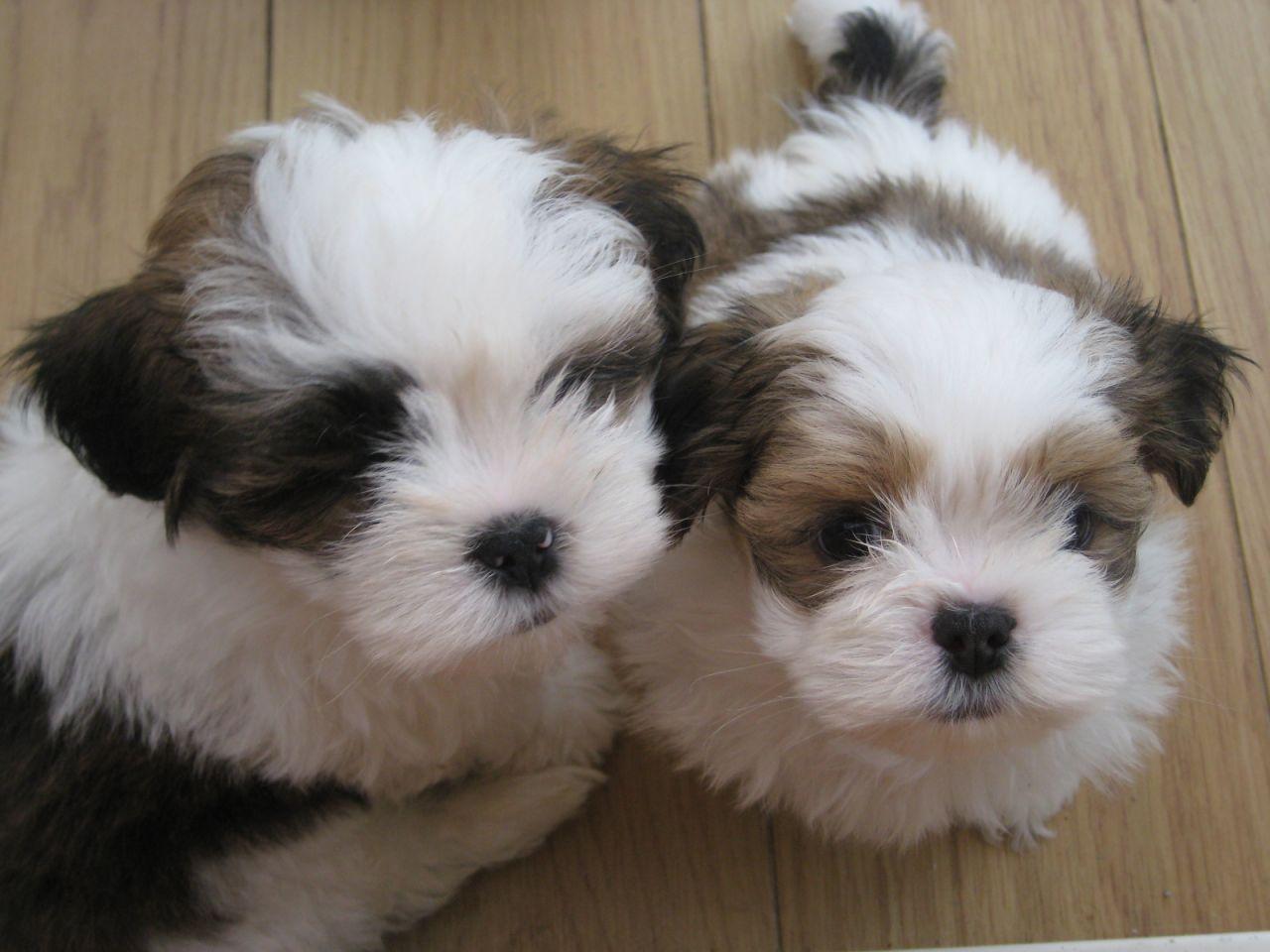 1280x960 Lhasa Apso wallpaperx960