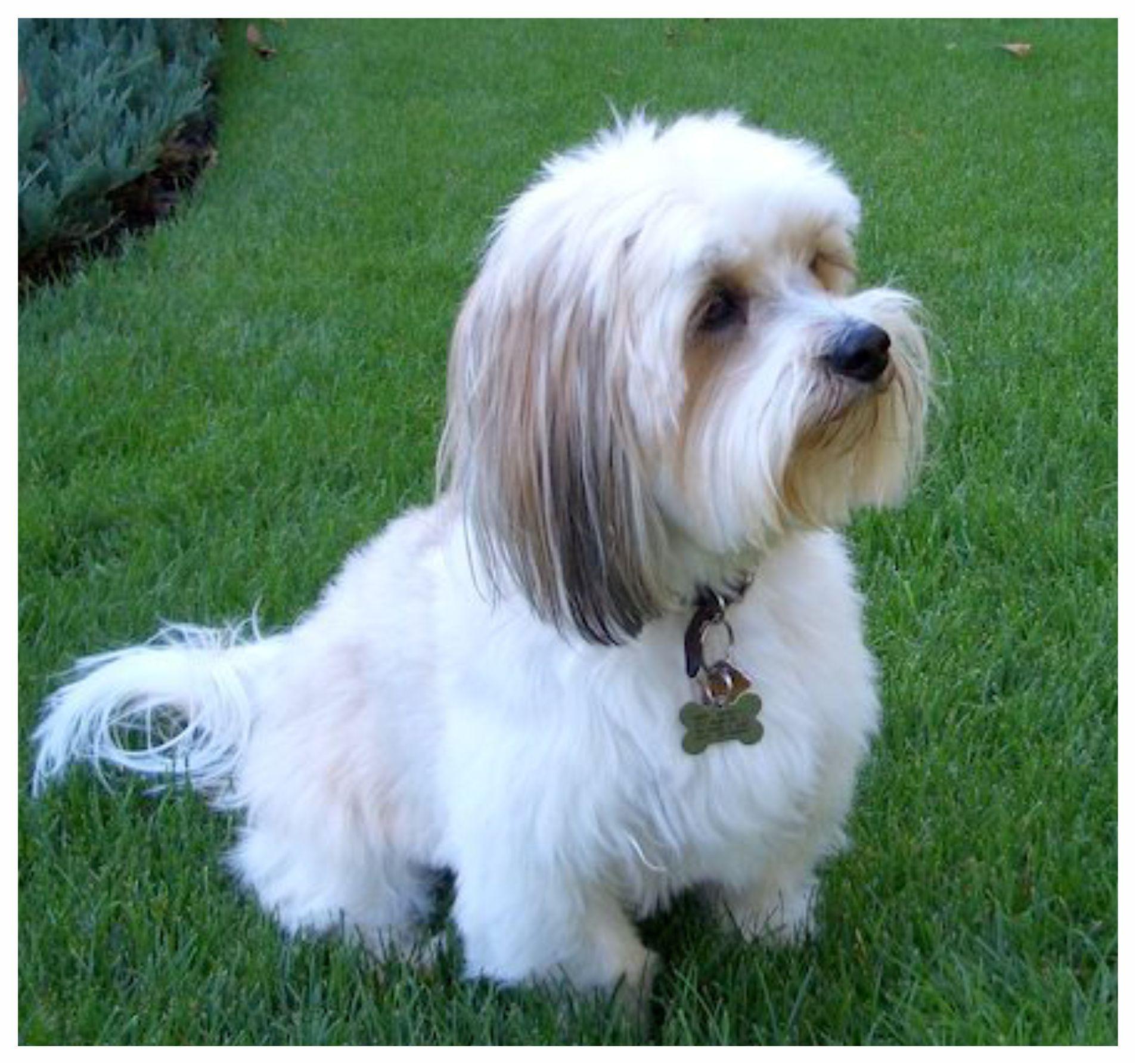 1906x1785 Lhasa Apso HD Wallpaper