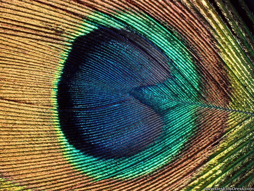 1024x768 Desktop Wallpaper Other Background Iridescent, Peacock