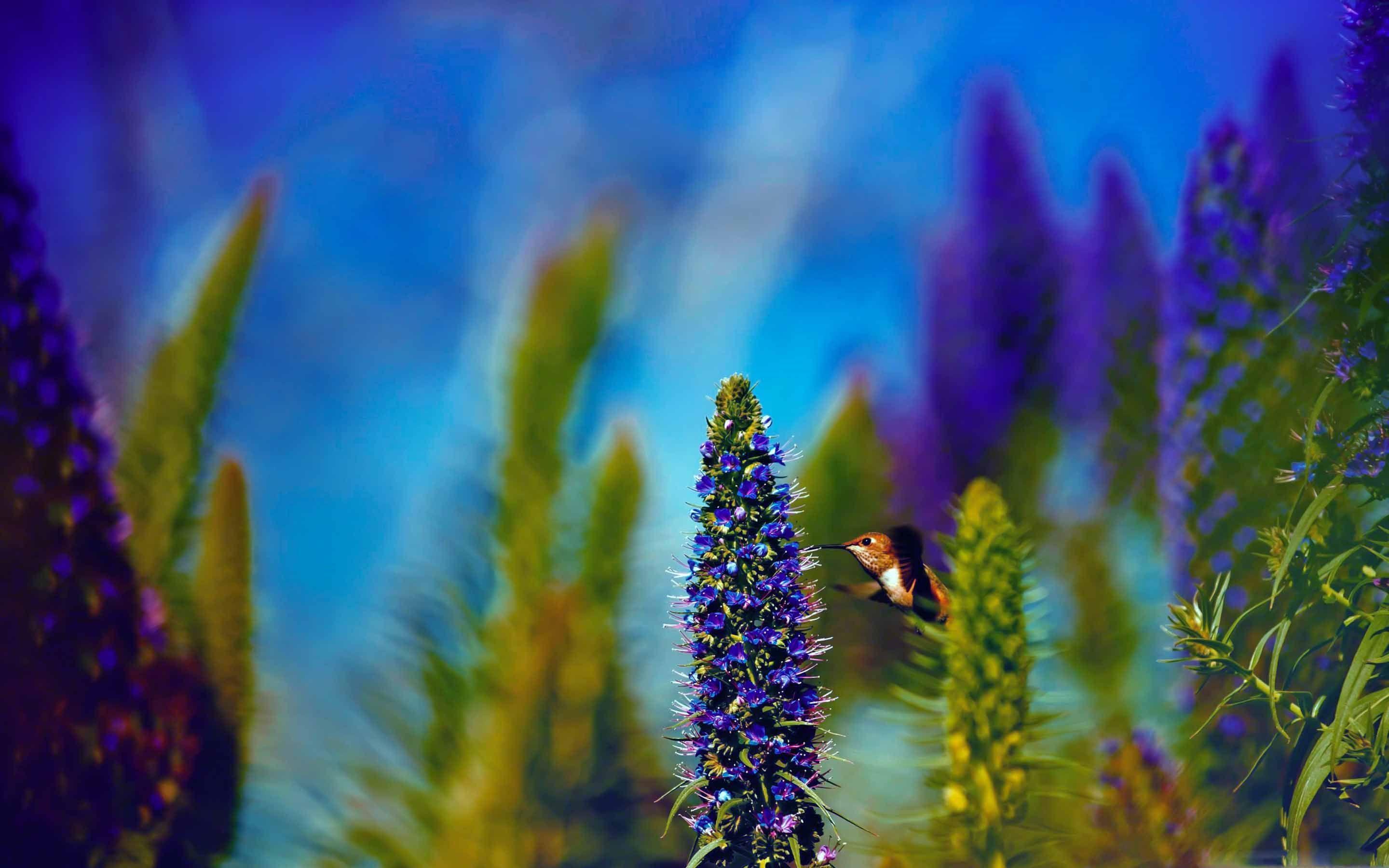 2880x1800 Hummingbird Pride Of Madeira Flower Mac Wallpaper Download