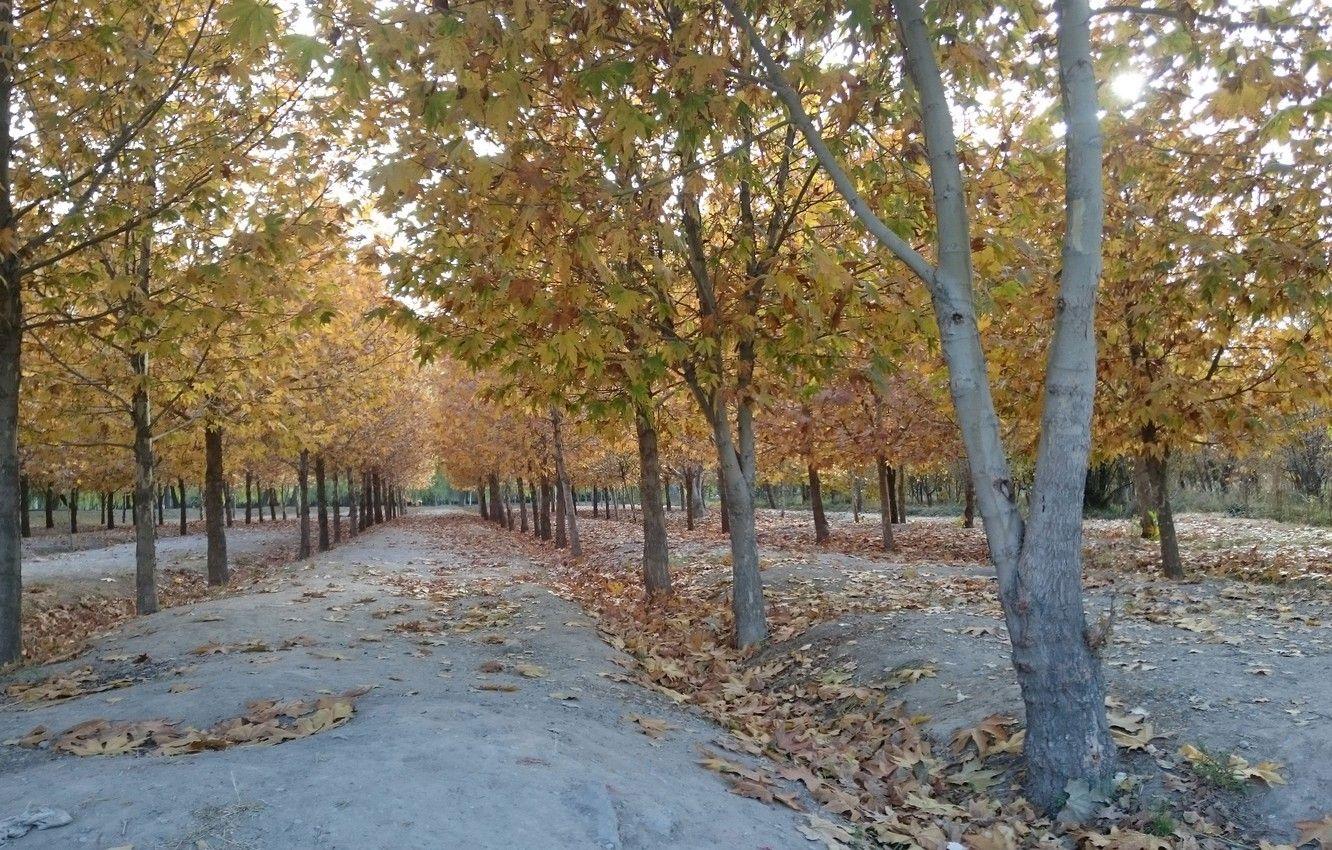 1332x850 Wallpaper iran, esfahan, isfahan, park nazhvan, Iran