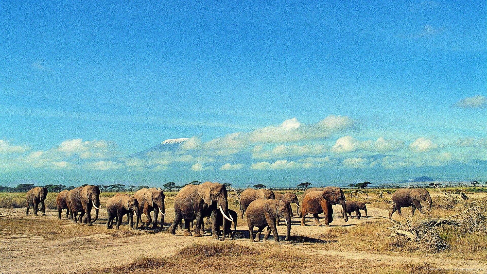 1920x1080 Elephant Herd Wallpaper 53712. Best Free Desktop HD Wallpaper
