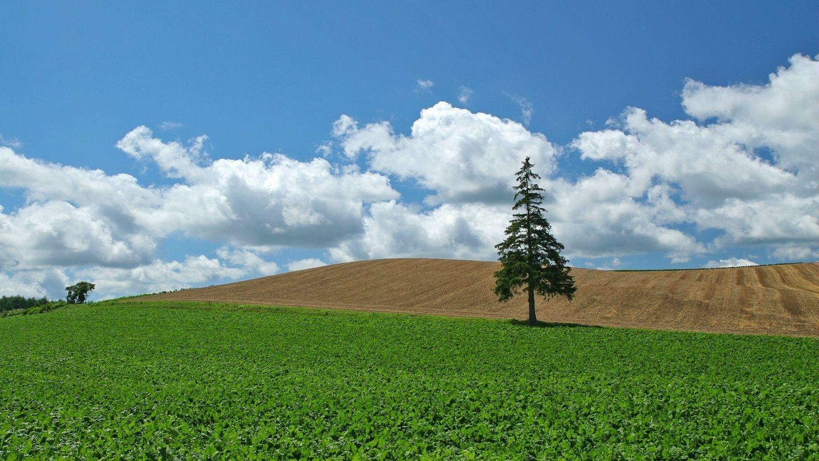 1600x900 Download wallpaper 1600x900 field, economy, culture, tree
