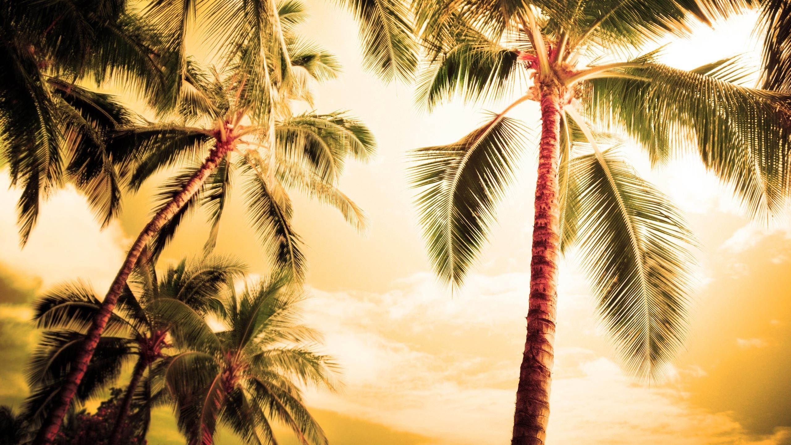 Coconut Tree Wallpapers - Top Free Coconut Tree Backgrounds