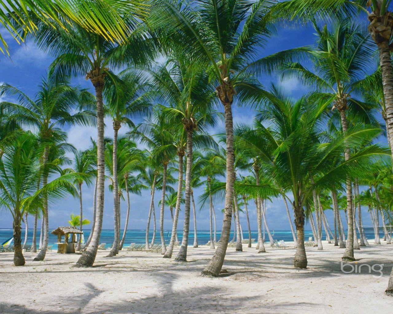 Coconut Tree Wallpapers - Top Free Coconut Tree Backgrounds ...