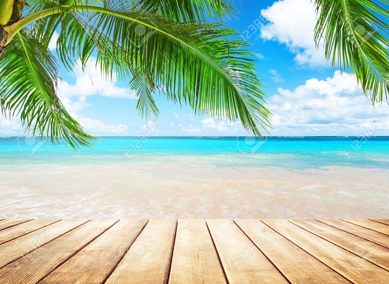 Coconut Tree Wallpapers - Top Free Coconut Tree Backgrounds