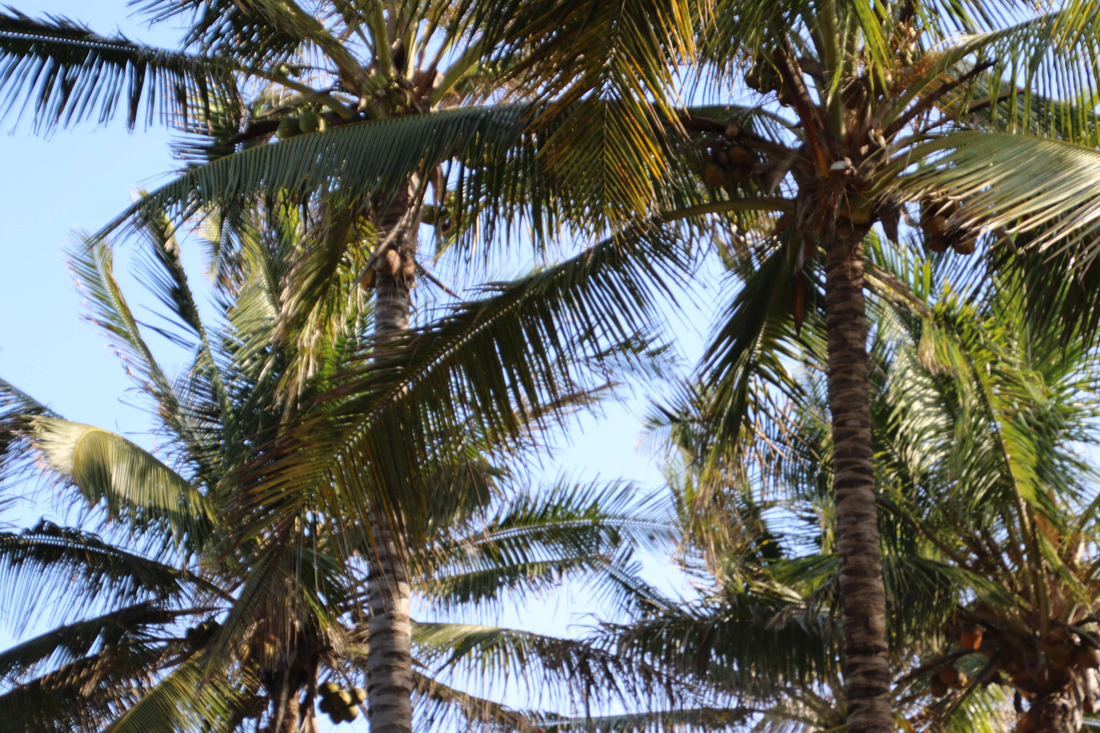 What Did The Hurricane Say To The Coconut Palm Tree