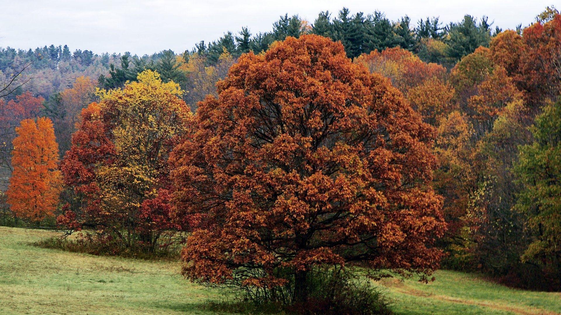 1920x1080 Fall foliage in Pennsylvania Pennsylvania is a beautiful state. Jungle wallpaper, Fall foliage, Tree HD wallpaper