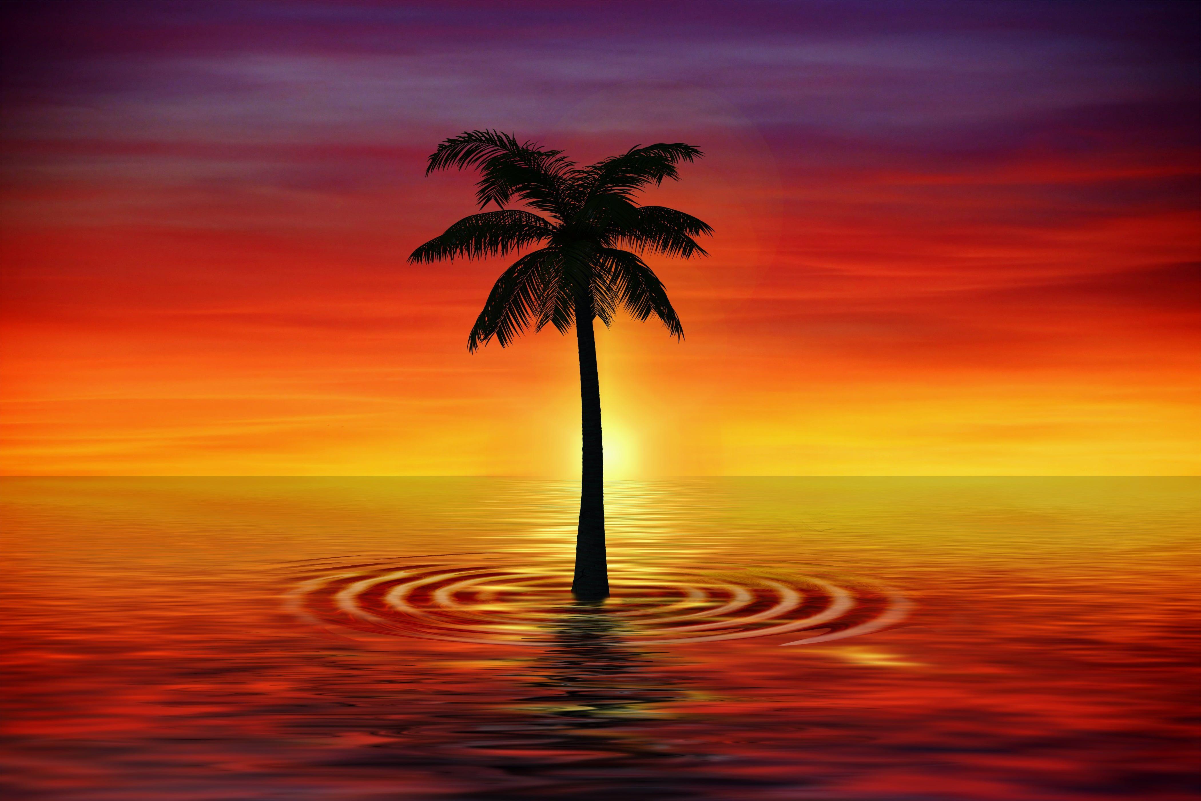 Coconut Tree Hd Wallpaper Download : Coconut Tree | Boditewasuch