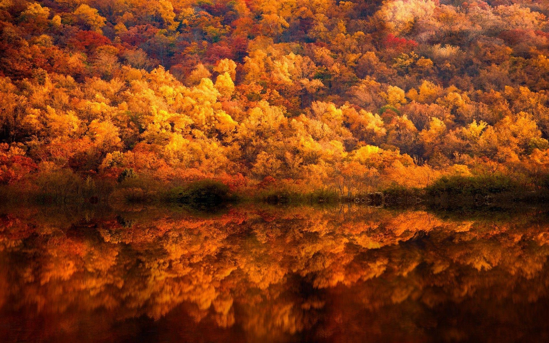 1920x1200 nature landscape fall forest lake reflection yellow