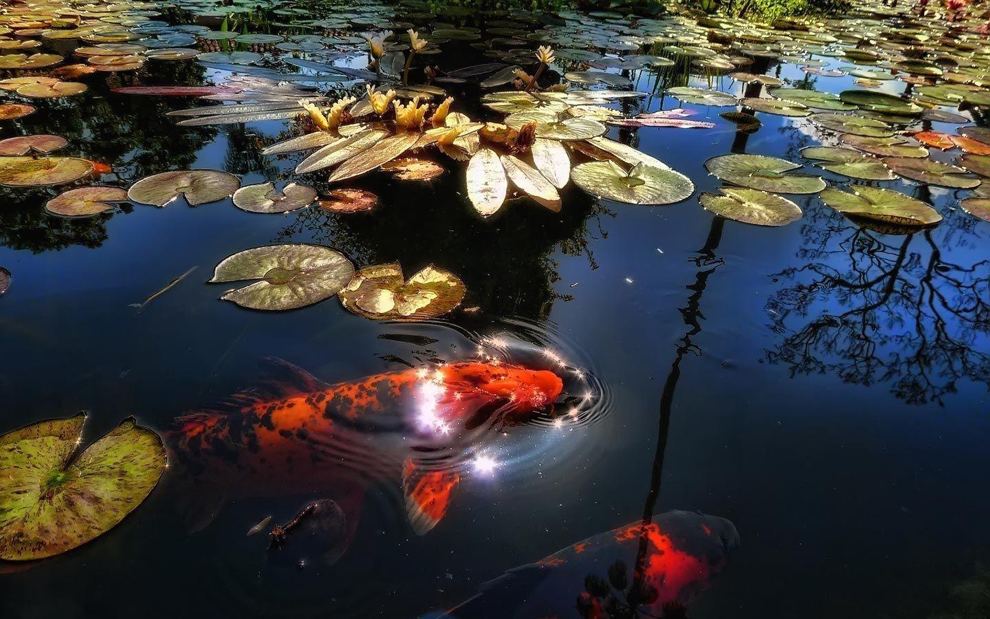 1440x900 Koi Wallpaper