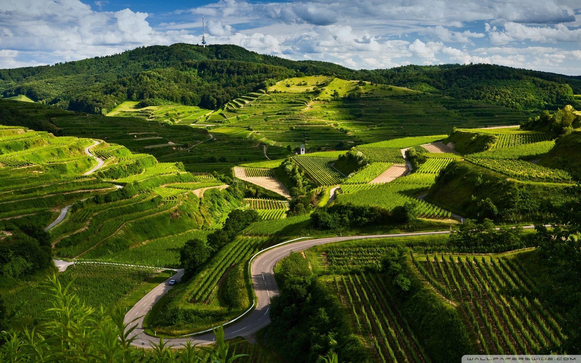 1920x1200 Vineyards Ultra HD Desktop Background Wallpaper for 4K UHD TV