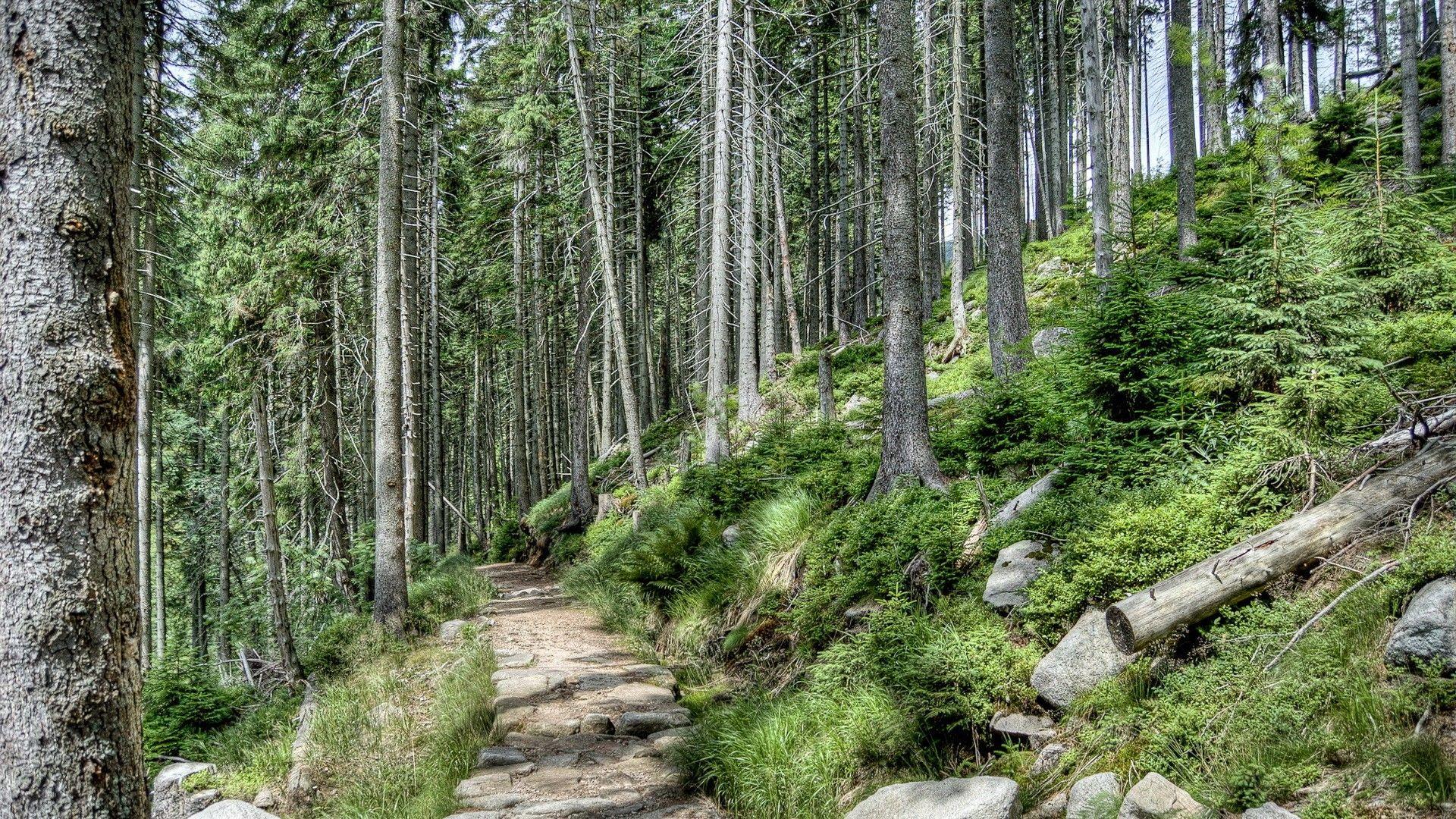 1920x1080 Forests: Trail Stone Stones Hills Republic Czech Forest Wallpaper